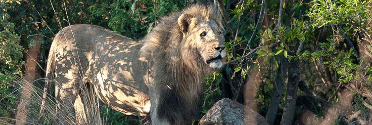 Pilanesberg National Park transfer