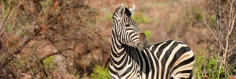 Sunrise Game Drive