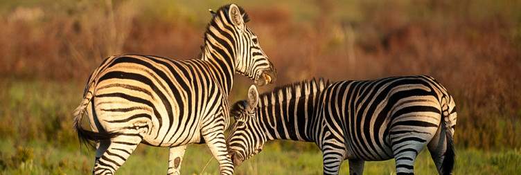 Pilanesberg Safari Adventure