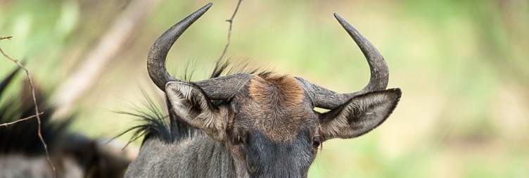 Pilanesberg Safari Start