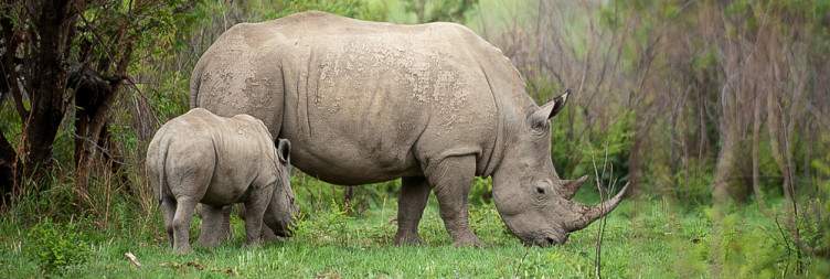 ½-Day 3-Hour Shared Game Drive in Pilanesberg