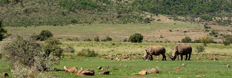 Johannesburg to Pilanesberg