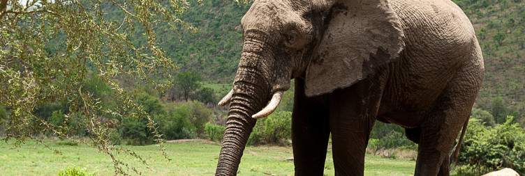 Open Vehicle Safari Drives