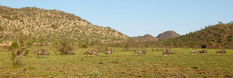 4-Day Black Rhino Game Lodge Safari Package