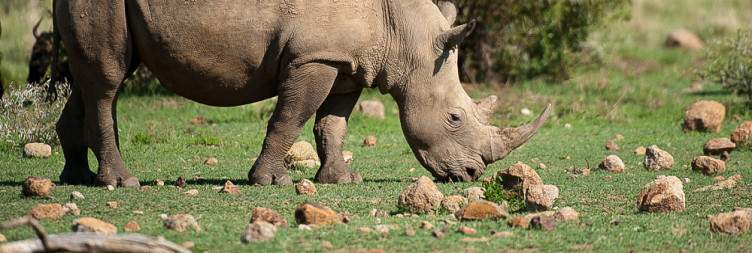 Morning and afternoon open-vehicle safari drives