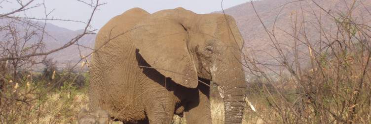 Pilanesberg Safari