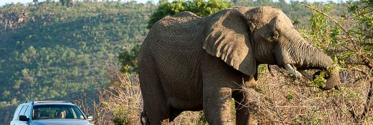 3-Day Pilanesberg - Black Rhino Game Lodge