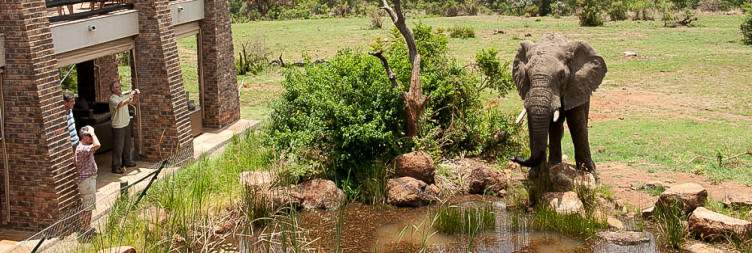 ½-Day Exclusive Pilanesberg Ivory Tree Safari Transfer