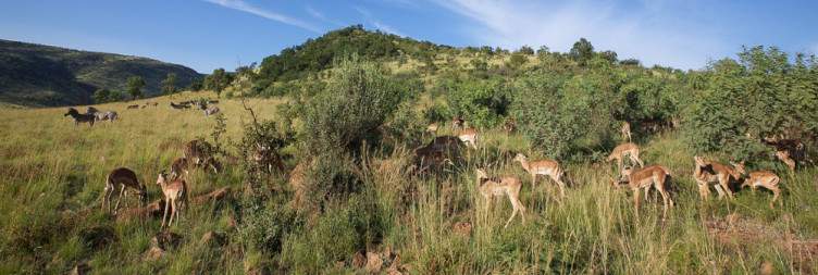 Johannesburg to the Pilanesberg