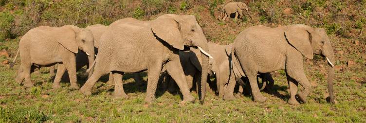 Johannesburg to Greater Pilanesberg Game Reserve