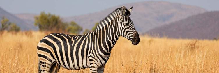 Arrival and First Safari Adventure