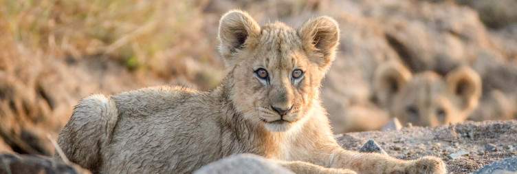 Morning Safari & Transfer to Ivory Tree