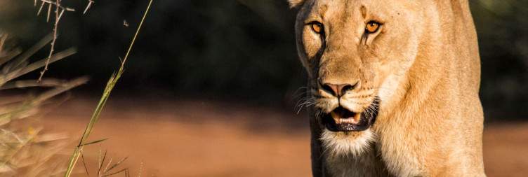 Early Morning & Sunset 3-Hour Pilanesberg Game Drives