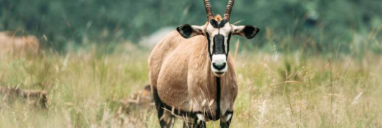 ½-Day 3 Hour Private Game Drive in Pilanesberg