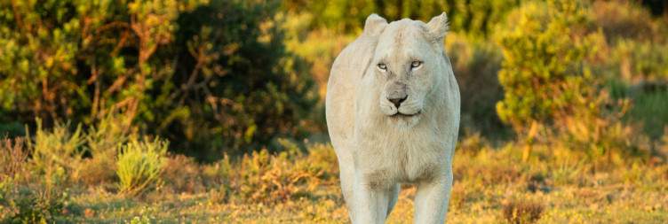 Pumba Private Game Reserve