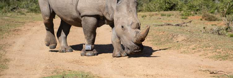 4-Day Pumba Game Reserve - May to September Special