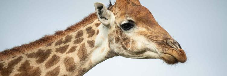 4-Day Eastern Cape Safari with Pumba Water Lodge