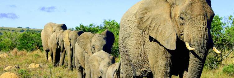 Arrive at Pumba Game Reserve