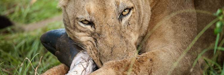 Sabi Sabi Bush Lodge to Johannesburg