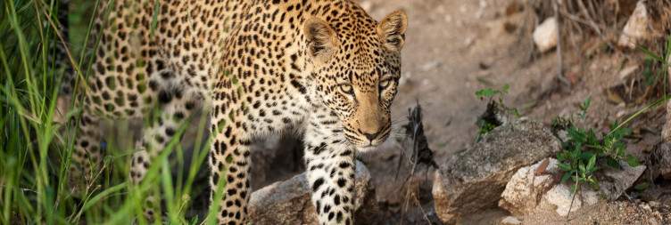 Morning & Afternoon Safaris