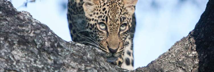 Following breakfast transfer by 'bush road' to the northern Sabi Sand