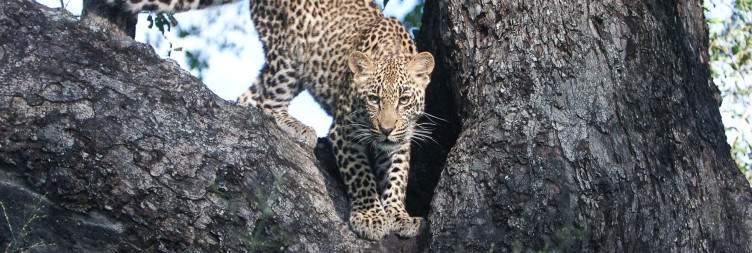 Morning & Sunset Safaris