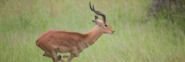 Morning and Afternoon Sabi Sands Safari Drives