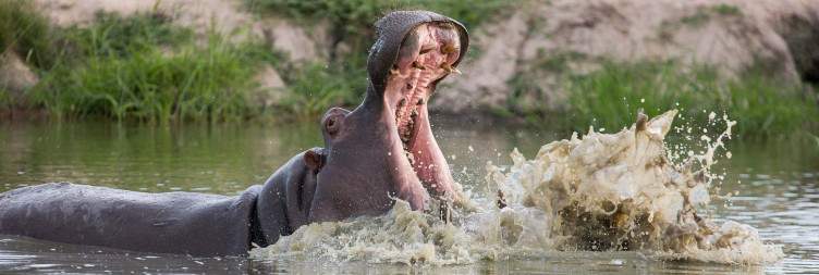 Enjoy world class game viewing in the Sabi Sands of South Africa