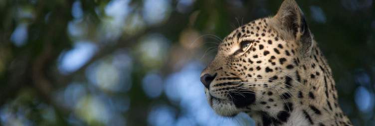 Full day at Sabi Sabi Bush Lodge
