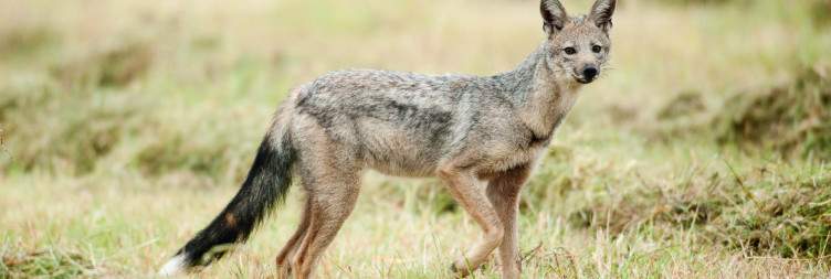 Sabi Game Viewing