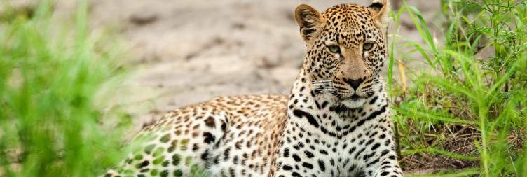 Morning & Sundowner Safaris