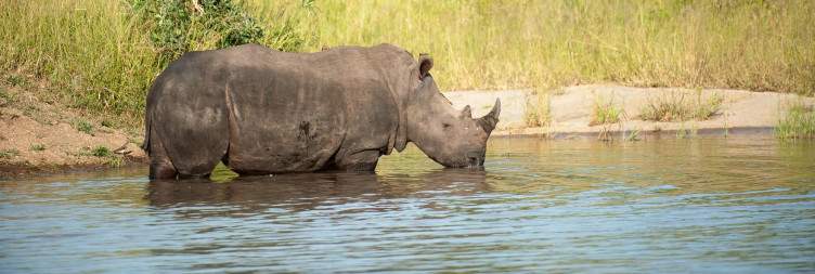 5-Day Sabi Sands Umkumbe Safari Lodge Fly-in Safari