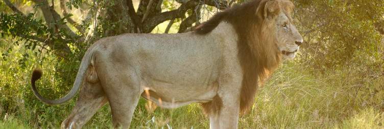 Transfer to Umkumbe Safari Lodge, Sabi Sand Private Game Reserve