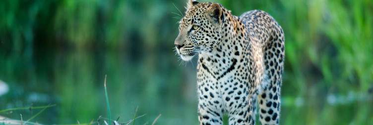 Morning Game Drive & Departure