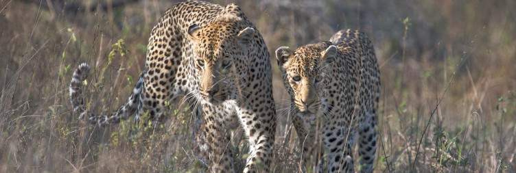 Sabi Sands safari
