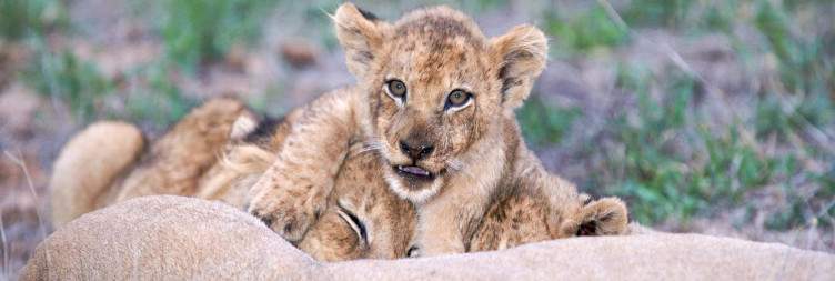 Hoedspruit - Sabi Sand Game Reserve