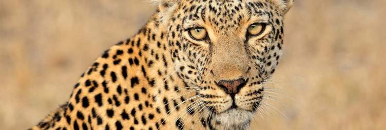 OR Tambo to Sabi Sand