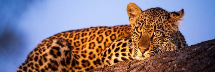 Johannesburg - Sunset Sabi Sands Private Safari