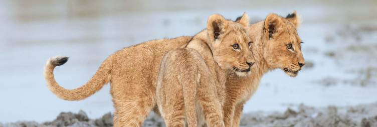 Sabi Sand Game Reserve