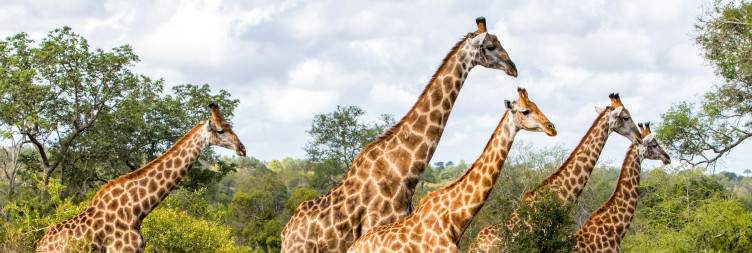 Game Drives in Sabi Sand Private Game Reserve