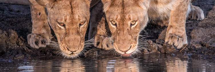 Sunset / Night Safari in Sabi Sands Game Reserve