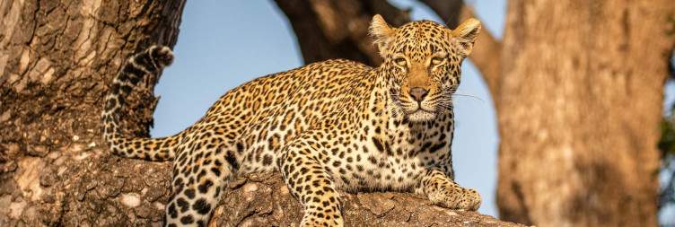 Fly from Johannesburg to Kruger airport, and a bush road transfer to Dulini