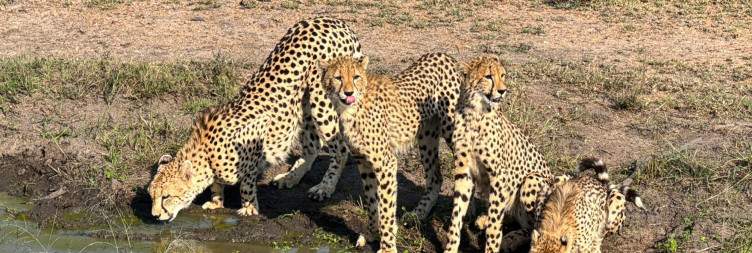 Full Day Safari in Sabi Sands