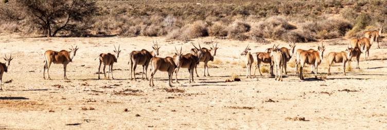 Morning and Afternoon Safari in Sanbona Wildlife Reserve