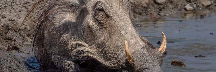 Selati Game Reserve