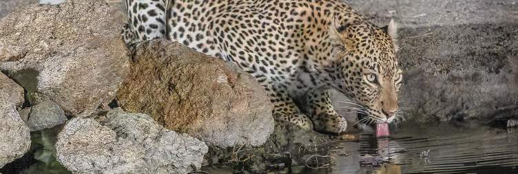 Selati Game Reserve