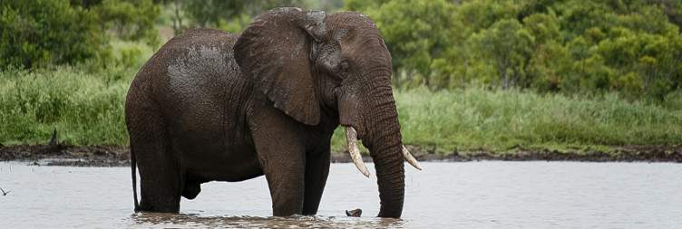 Guided safari drive and return to Johannesburg