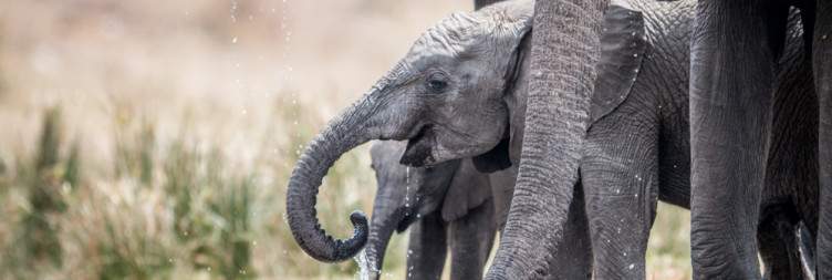 Kruger National Park