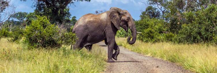 Transfer from Johannesburg & Sunset Safari