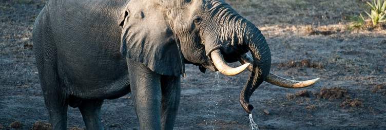 4-Day Kwazulu Natal Safari with Tembe Elephant Park